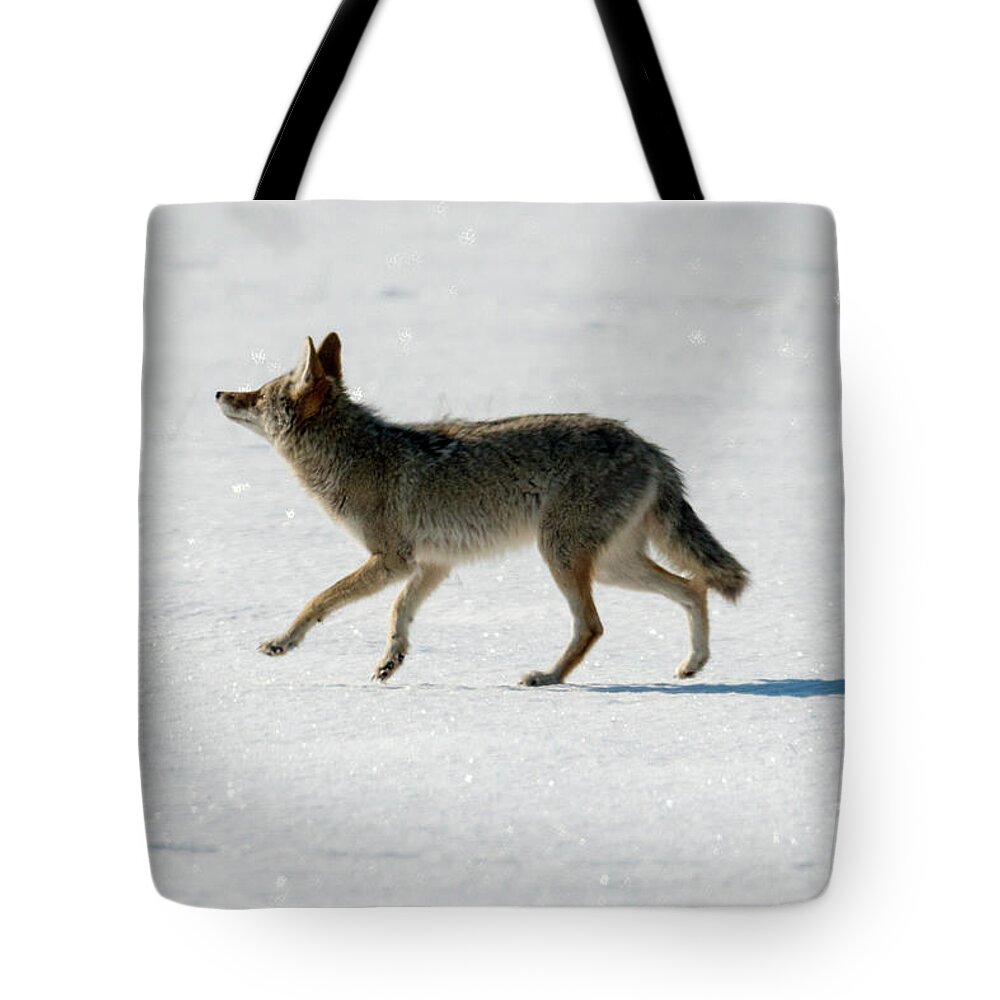Coyote Tote Bag featuring the photograph Looking up by Michael Dawson