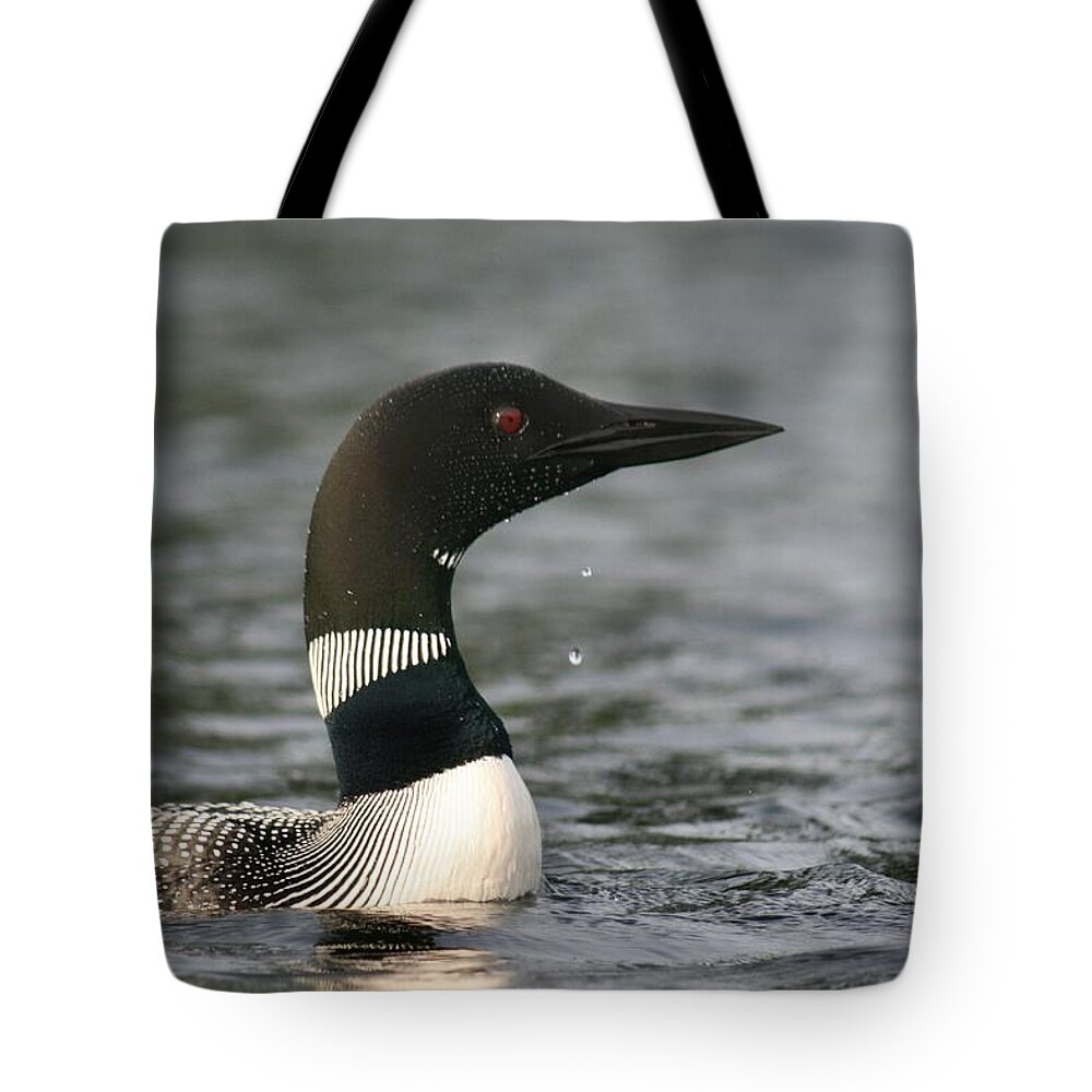 Common Loon Tote Bag featuring the photograph Loon Look Out by Sandra Huston