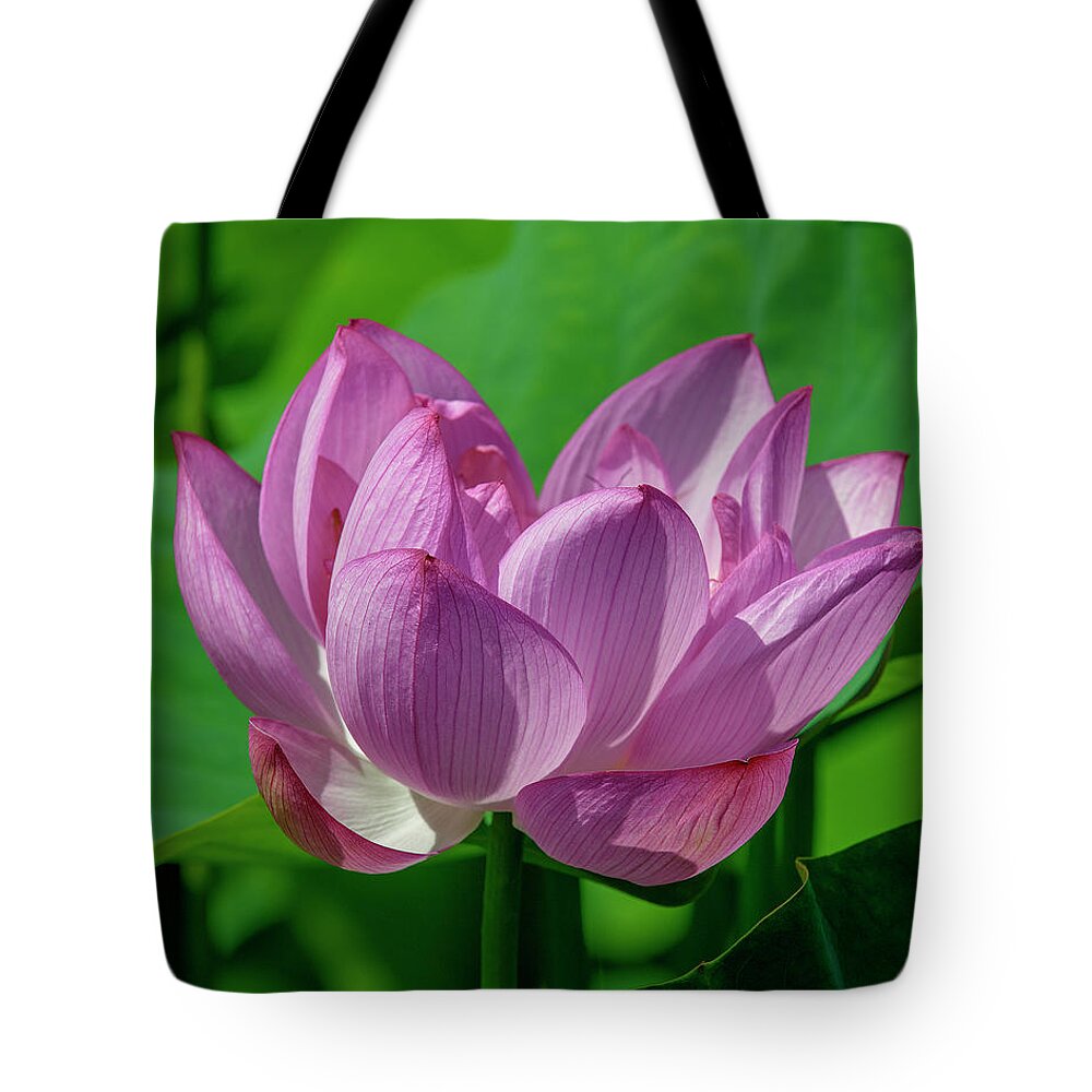 Lotus Tote Bag featuring the photograph Lotus Beauty--Buxom Beauty i DL0089 by Gerry Gantt