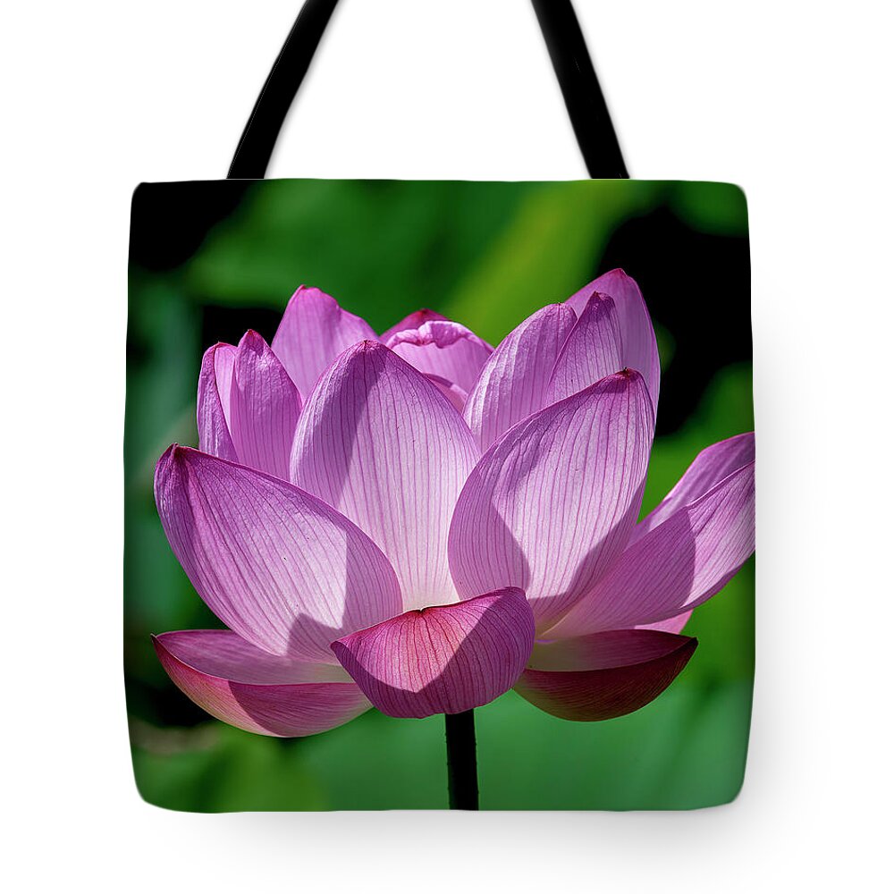 Lotus Tote Bag featuring the photograph Lotus Beauty--Buxom Beauty ii DL0090 by Gerry Gantt