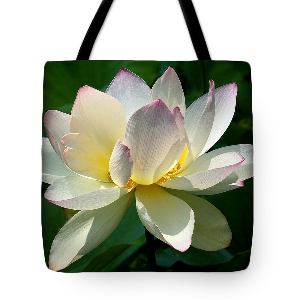 Nature Tote Bag featuring the photograph Lotus Beauty--Disheveled DL061 by Gerry Gantt