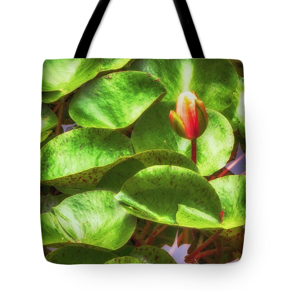Flower Tote Bag featuring the photograph Lotus Bud by Joseph Hollingsworth