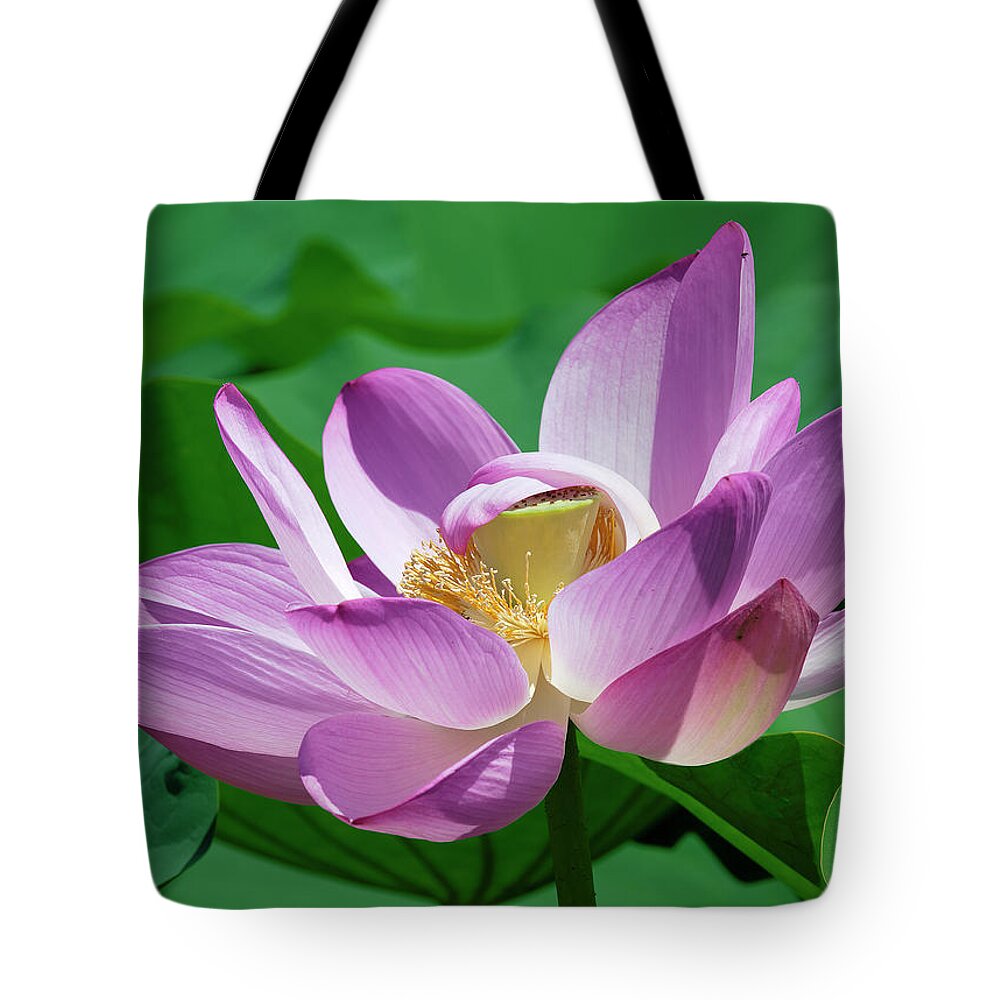 Lotus Tote Bag featuring the photograph Lotus--Center of Being--Protective Covering ii DL0088 by Gerry Gantt