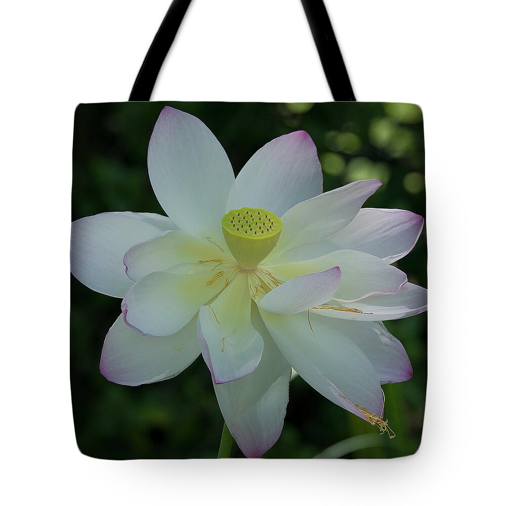 Lotus Tote Bag featuring the photograph Lotus In the Shade iv DL0100 by Gerry Gantt