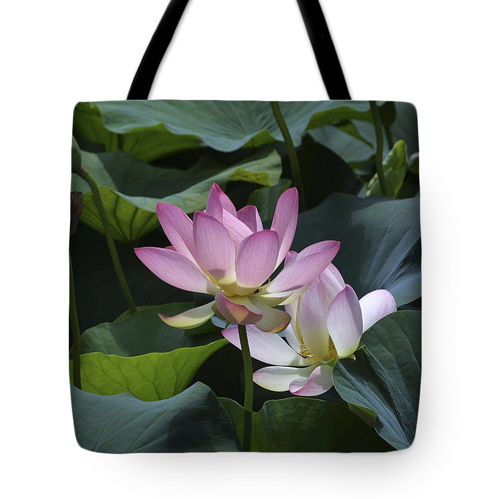 Lotus Tote Bag featuring the photograph Lotus by Raffaella Lunelli