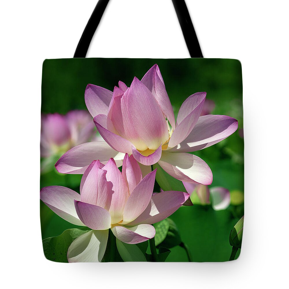 Lotus Tote Bag featuring the photograph Lotus--Sisters i DL0082 by Gerry Gantt