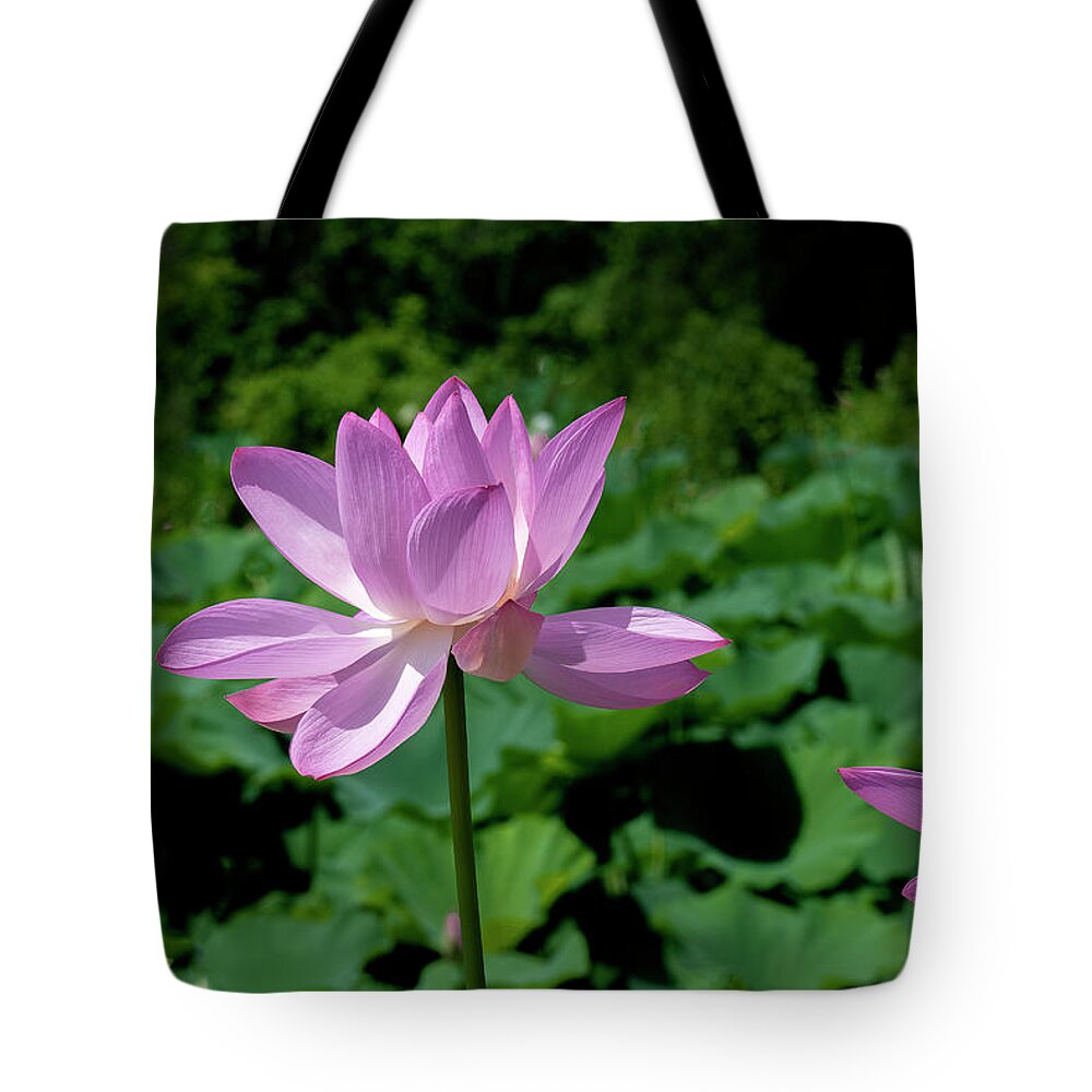 Lotus Tote Bag featuring the photograph Lotus--Sisters ii DL0083 by Gerry Gantt