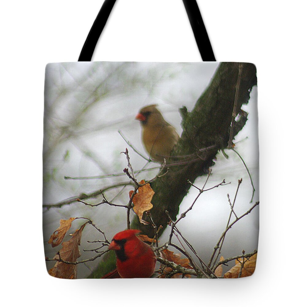 Jenny Gandert Tote Bag featuring the photograph Love at First Sight by Jenny Gandert