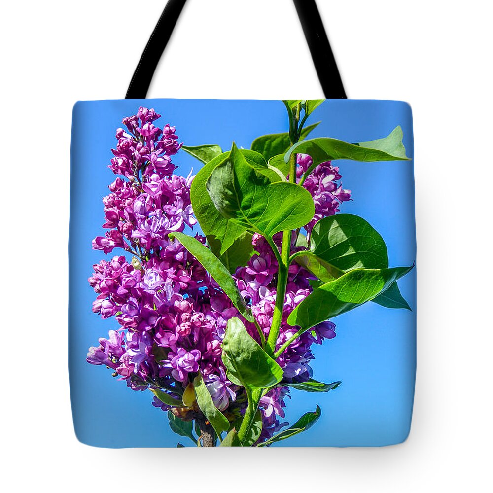 Lilac Tote Bag featuring the photograph Lovely Lilacs by Pamela Newcomb