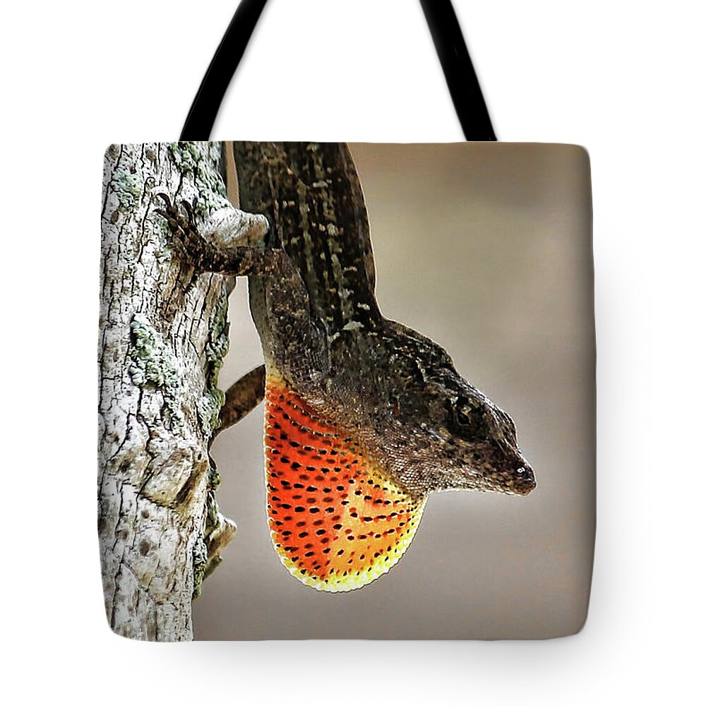 Brown Anole Tote Bag featuring the photograph Lover Or Fighter by HH Photography of Florida
