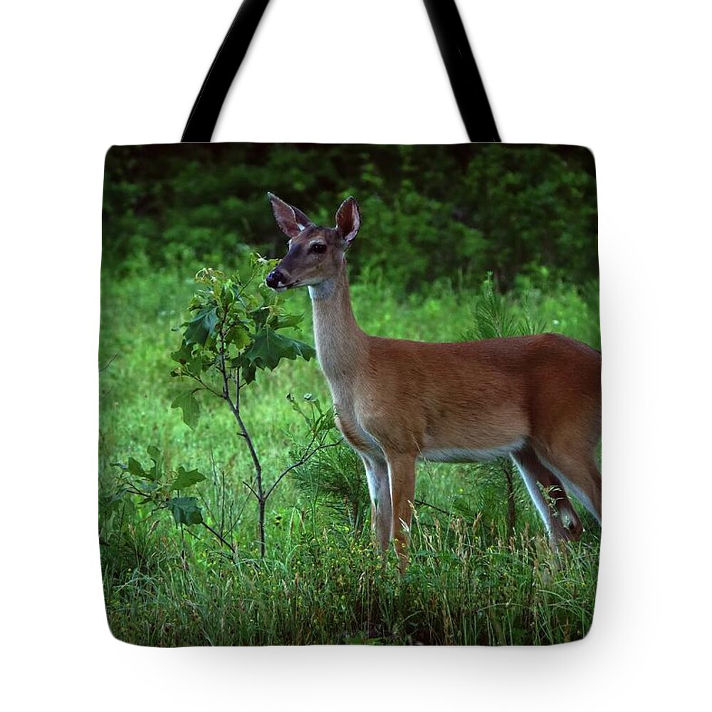 Deer Tote Bag featuring the photograph Loving Spring by Bill Stephens