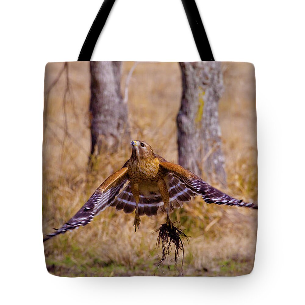 Red Shouldered Hawk Tote Bag featuring the photograph Low Flying by Linda Unger