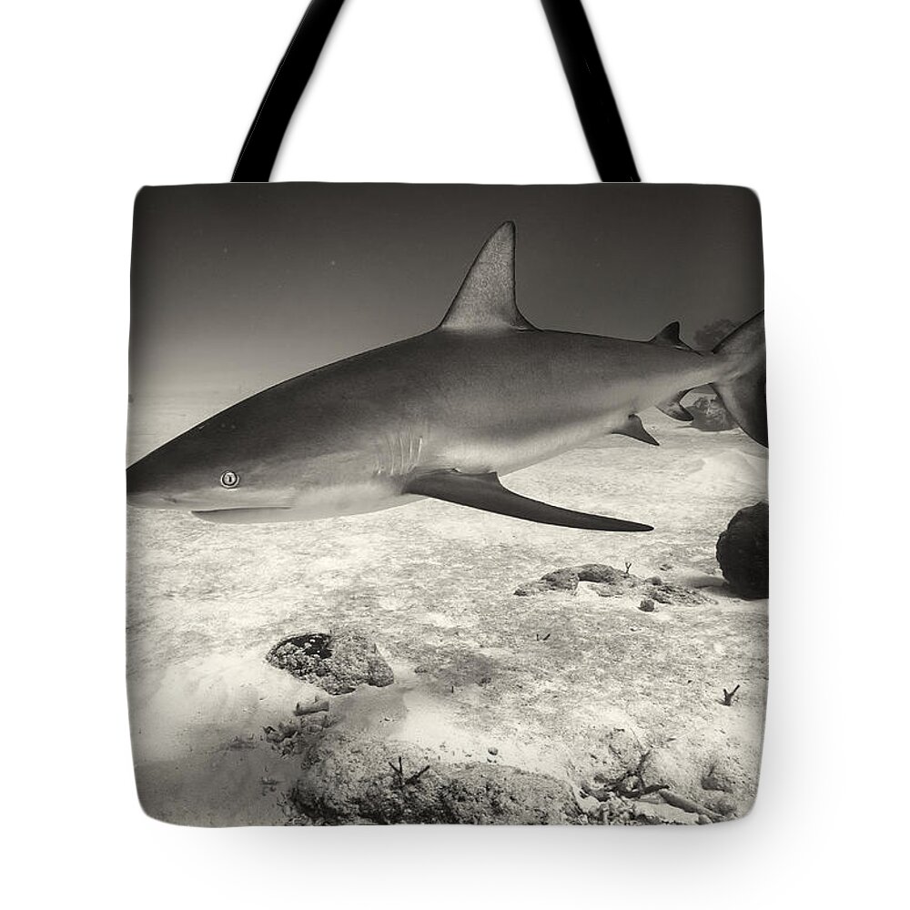 Caribbean Reef Shark. Carcharhinus Perezi Tote Bag featuring the photograph Inquisitor by Aaron Whittemore
