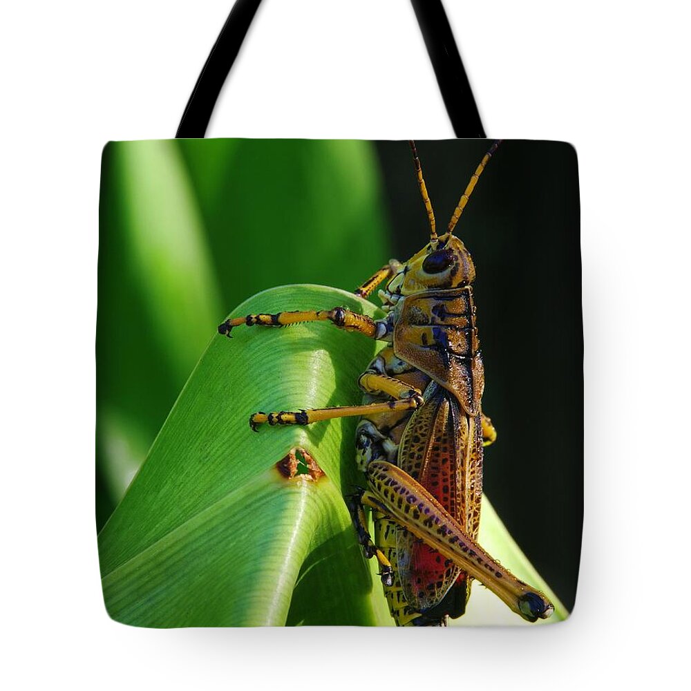 Lubber Grasshopper Tote Bag featuring the photograph Lubber Grasshopper II by Richard Rizzo