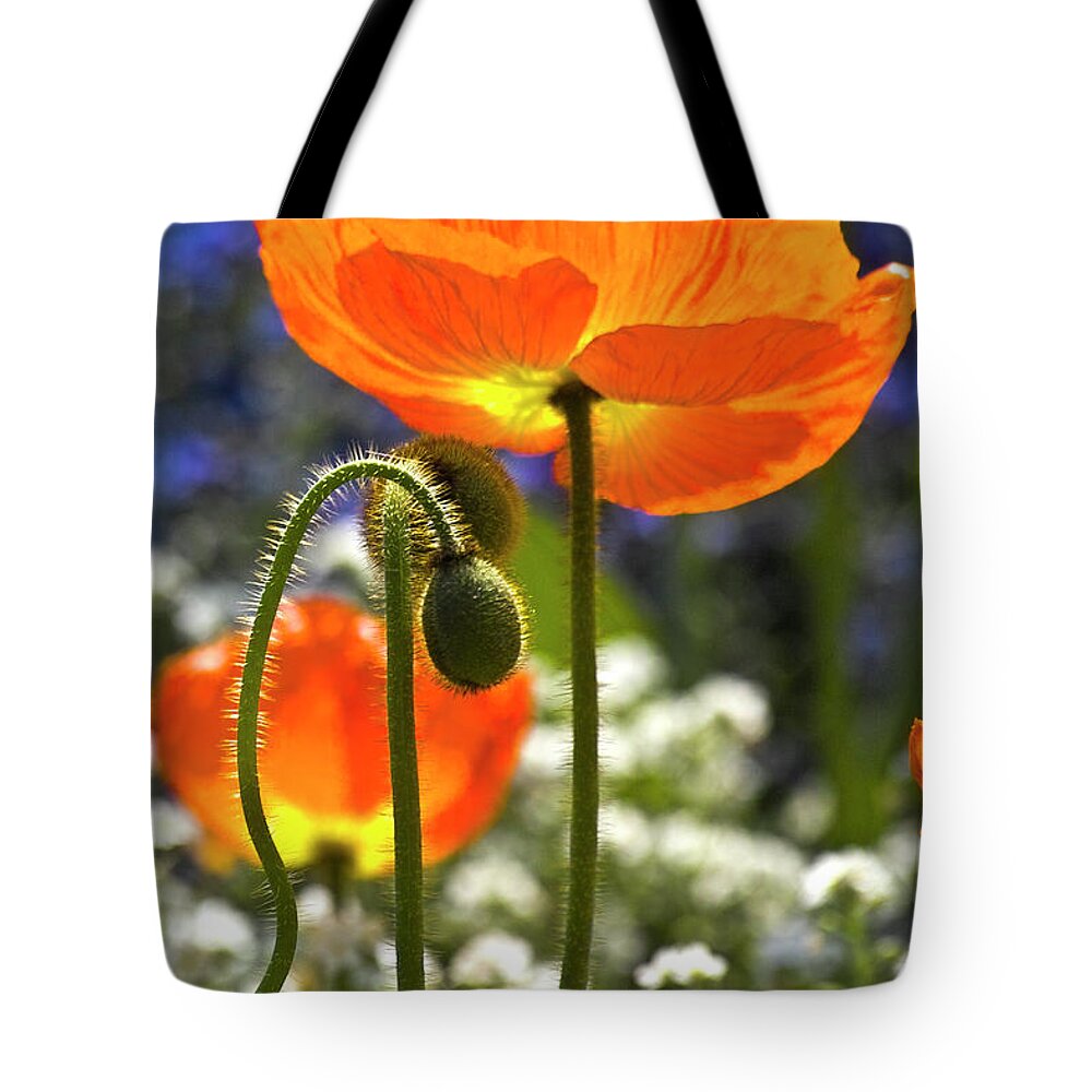 Poppy Tote Bag featuring the photograph Lucid poppy by Heiko Koehrer-Wagner