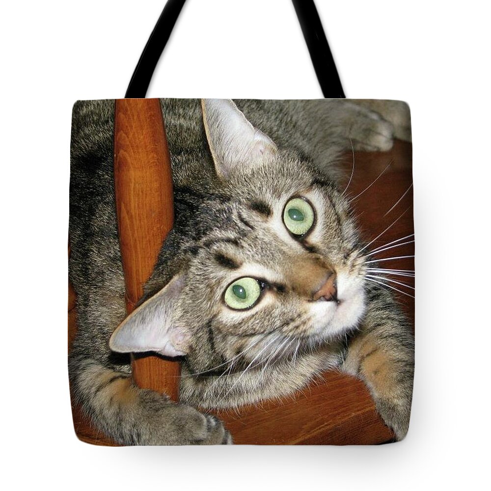Tabby Tote Bag featuring the photograph Luke 2 by Ali Baucom