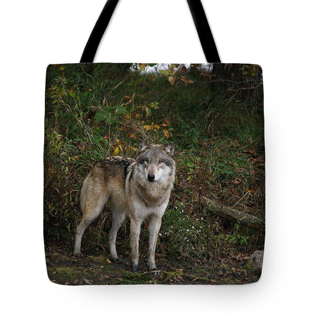 Wolf Wolves Gray Grey Lupine Canis Lupis Wildlife Mammal Wild Animal Photography Photograph Tote Bag featuring the photograph Lupine Pose by Shari Jardina