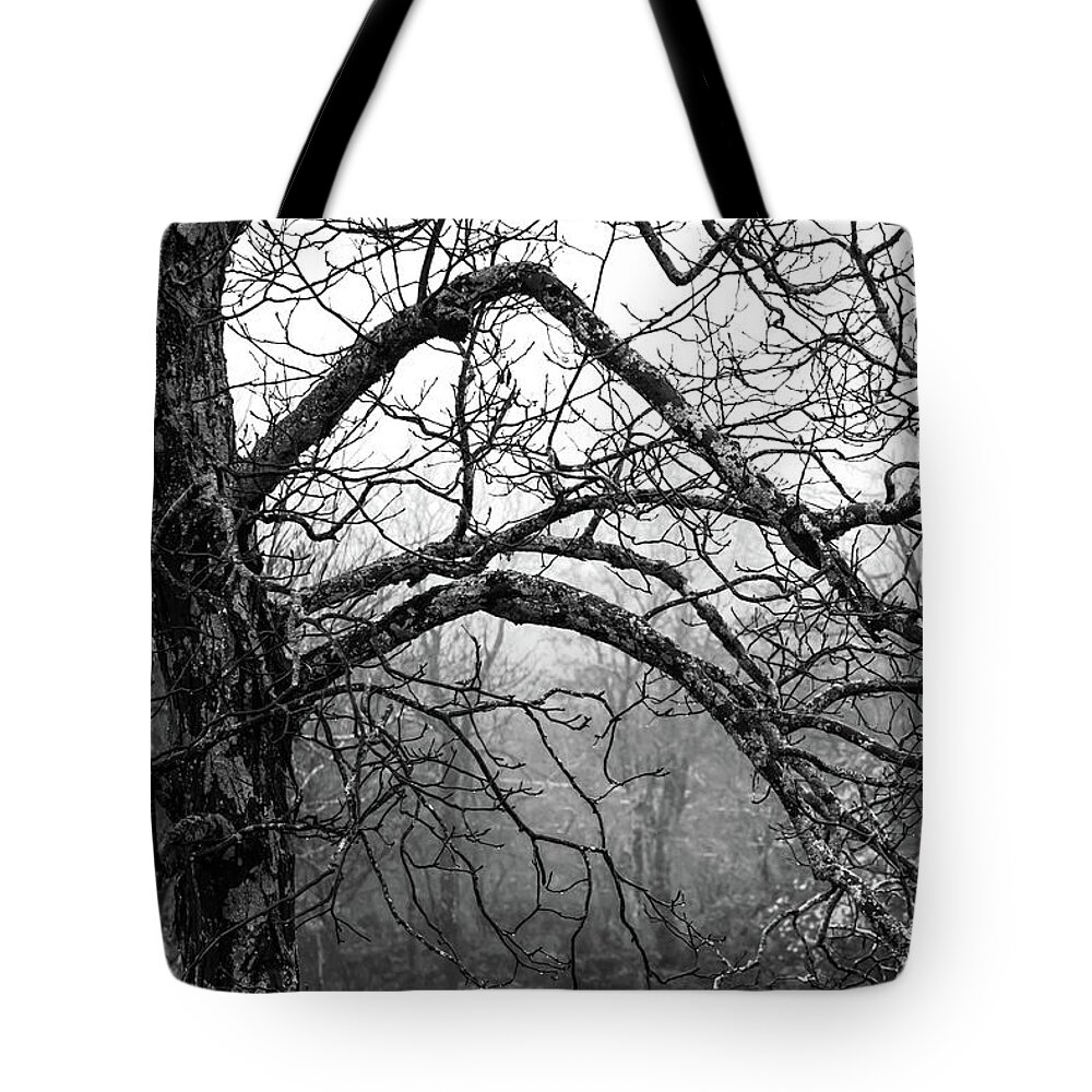Black And White Forests Tote Bag featuring the photograph LURE of MYSTERY by Karen Wiles