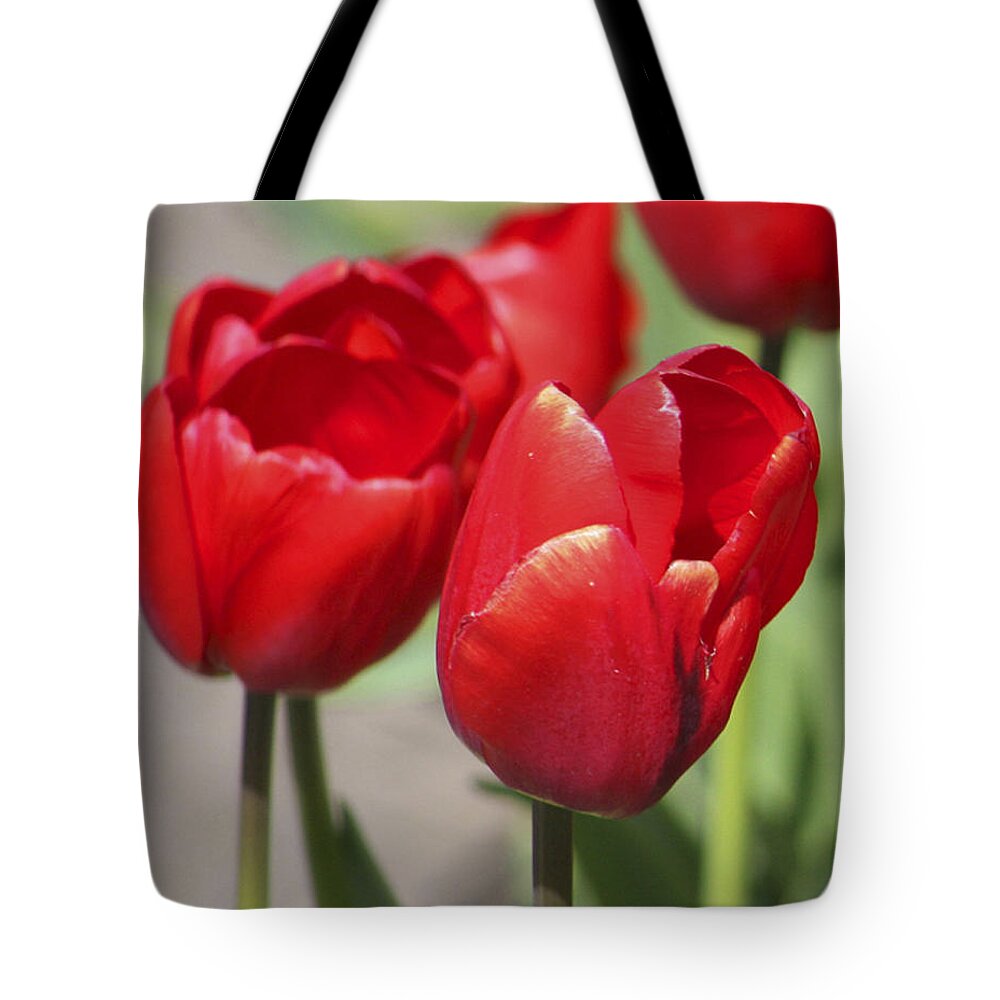 Tulips Tote Bag featuring the photograph Luscious Tulips by Mary Gaines
