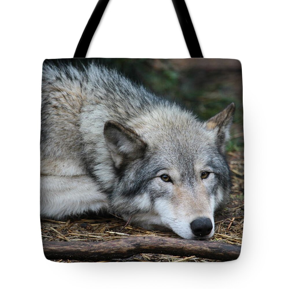 Wolf Tote Bag featuring the photograph Lying in Wait by Laddie Halupa