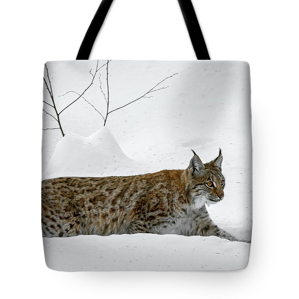Eurasian Lynx Tote Bag featuring the photograph Lynx Hunting in the Snow by Arterra Picture Library