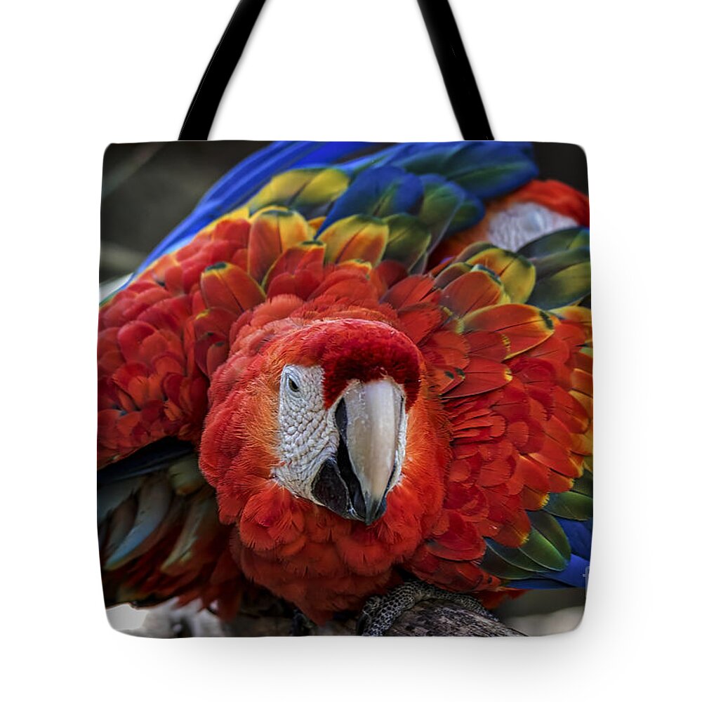 Macaw Parrot Tote Bag featuring the photograph Macaw Parrot by Mitch Shindelbower