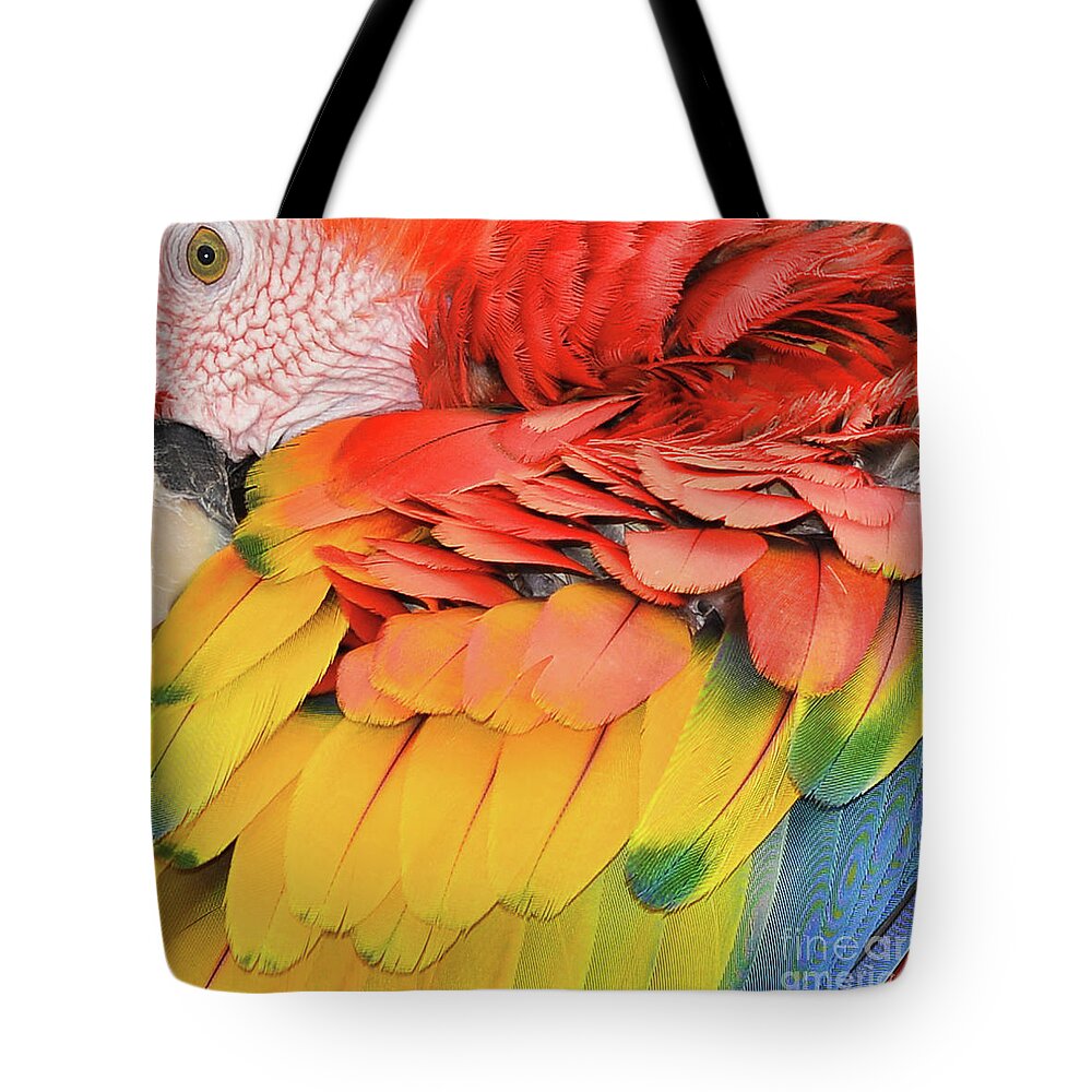 Macaw Parrot Tote Bag featuring the photograph Macaw Parrot by Olga Hamilton