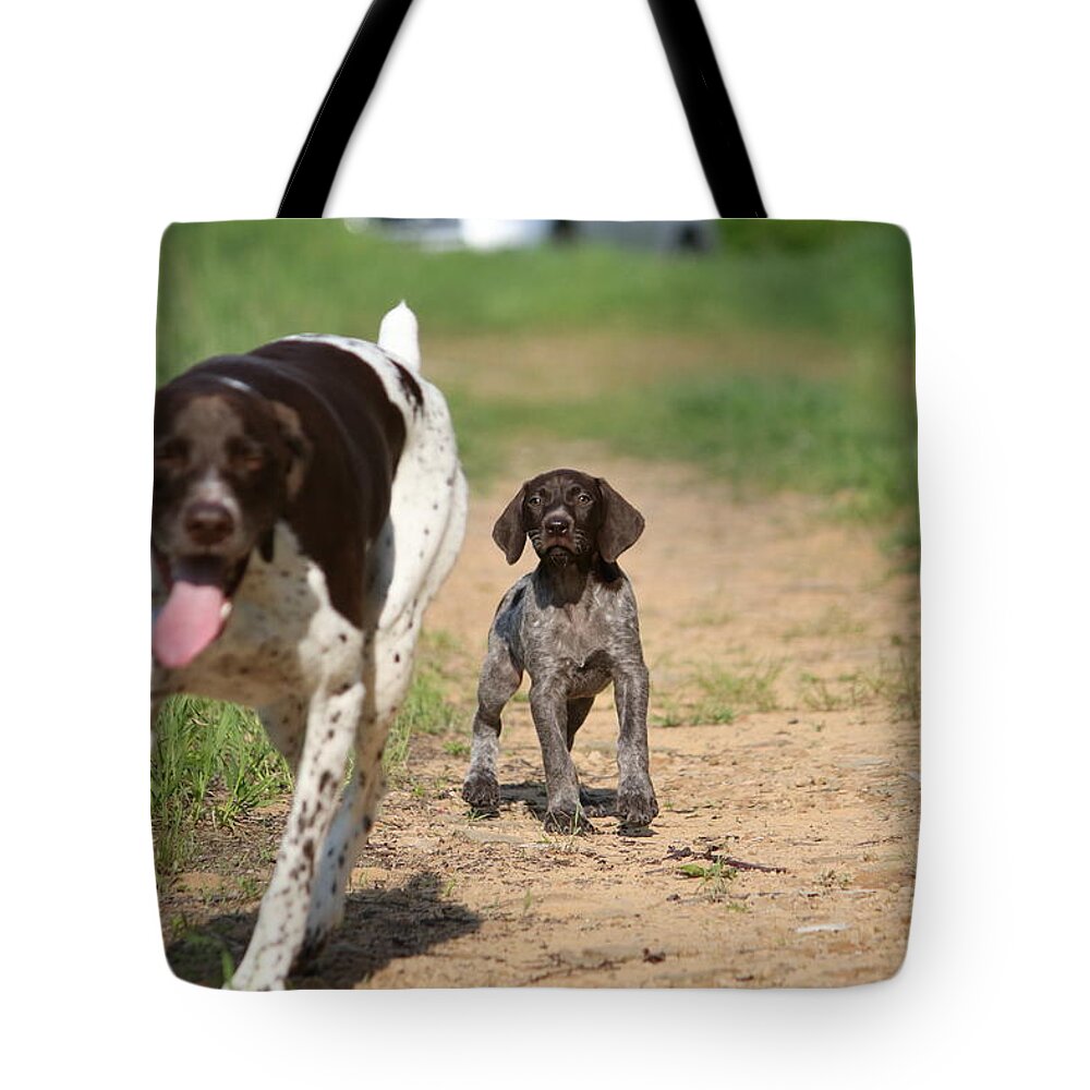 German Shorthair Tote Bag featuring the photograph Macie Pup and Millie by Brook Burling