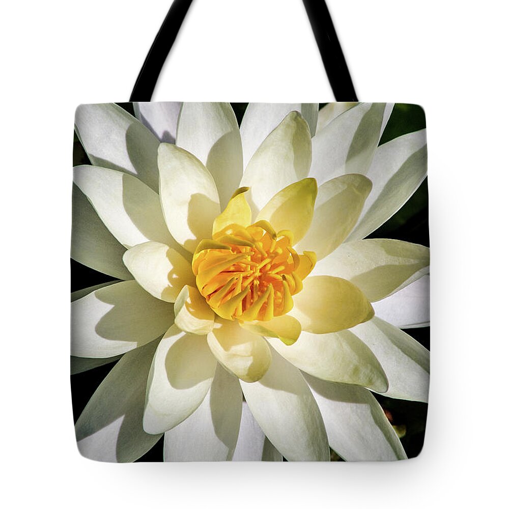 Water Lily Tote Bag featuring the photograph Macro Water Lily by Don Johnson
