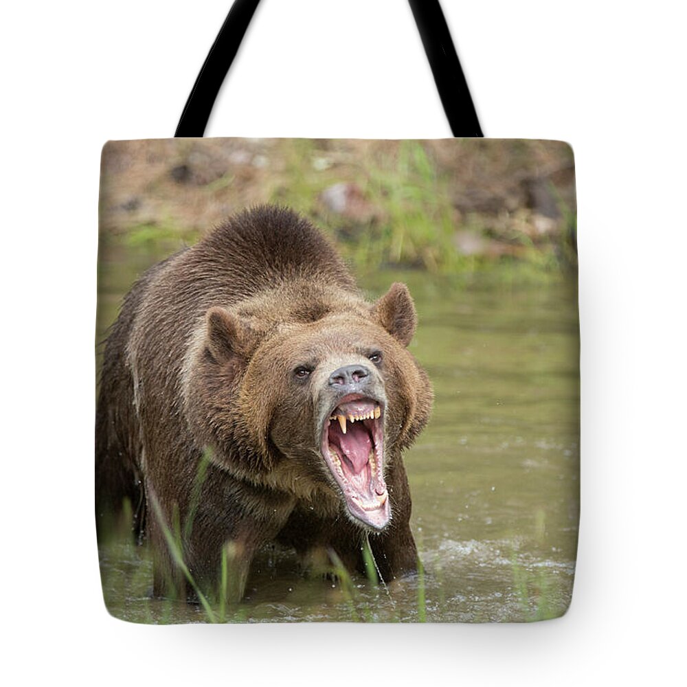 Bear Tote Bag featuring the photograph Mad Bear by Jack Nevitt