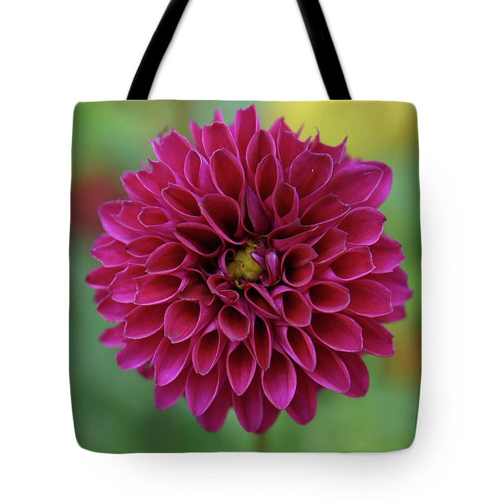 Flower Tote Bag featuring the photograph Magenta Dahlia by Rebekah Zivicki
