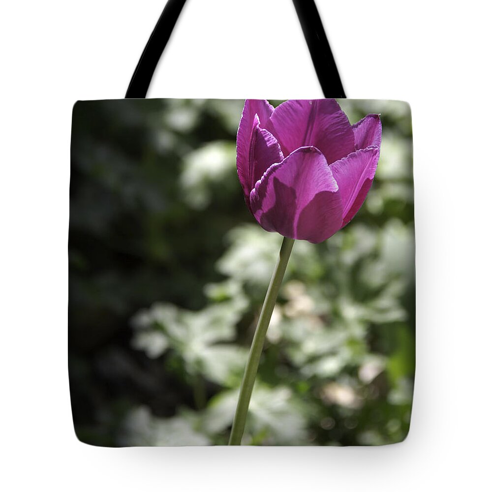 Flowers Tote Bag featuring the photograph Magenta Tulip by Teresa Mucha