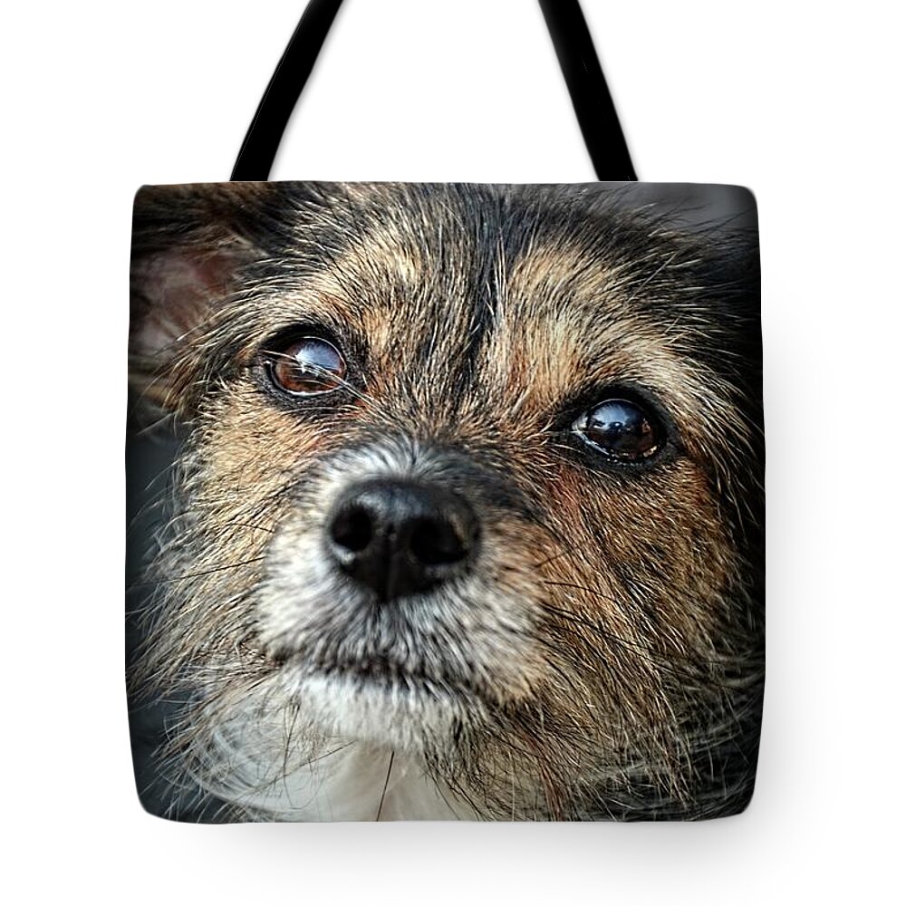 Dogs Tote Bag featuring the photograph Maggie by Angie Tirado