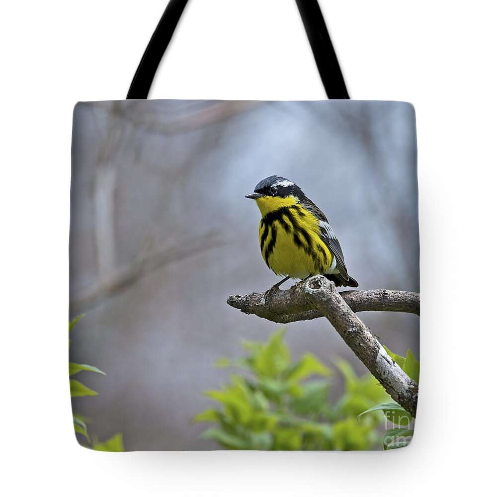 Magnolia Warbler Tote Bag featuring the photograph Maggie... by Nina Stavlund