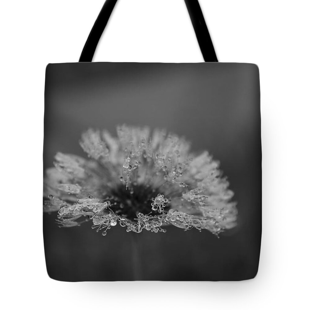 Dandelion Seeded With Beads Of Water- Black And White- Images Of Rae Ann M. Garrett- Beauty Of Droplets On Flowers- Tote Bag featuring the photograph Magic of the dandelion Lotus 444 by Rae Ann M Garrett