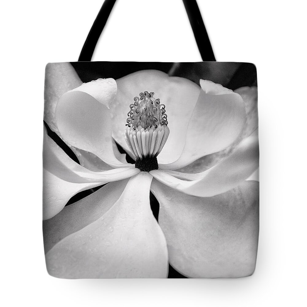 Magnolia Tote Bag featuring the photograph Magnolia by Dick Pratt