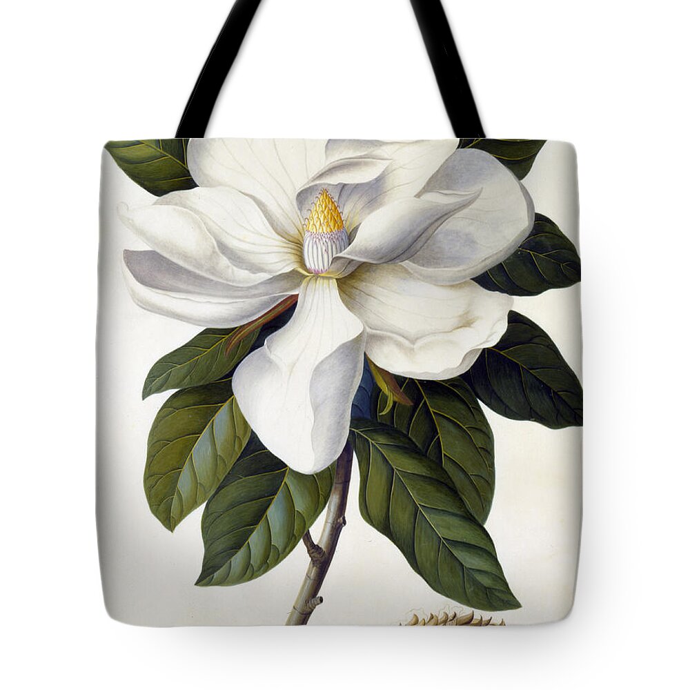 Magnolia Grandiflora Tote Bag featuring the painting Magnolia grandiflora by Georg Dionysius Ehret