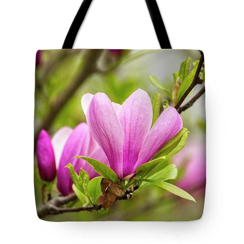 Magnolia Tote Bag featuring the photograph Magnolia by Karol Livote