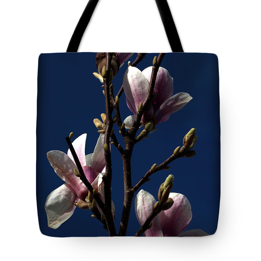 Flora Tote Bag featuring the photograph Magnolia Tree by Stephen Melia