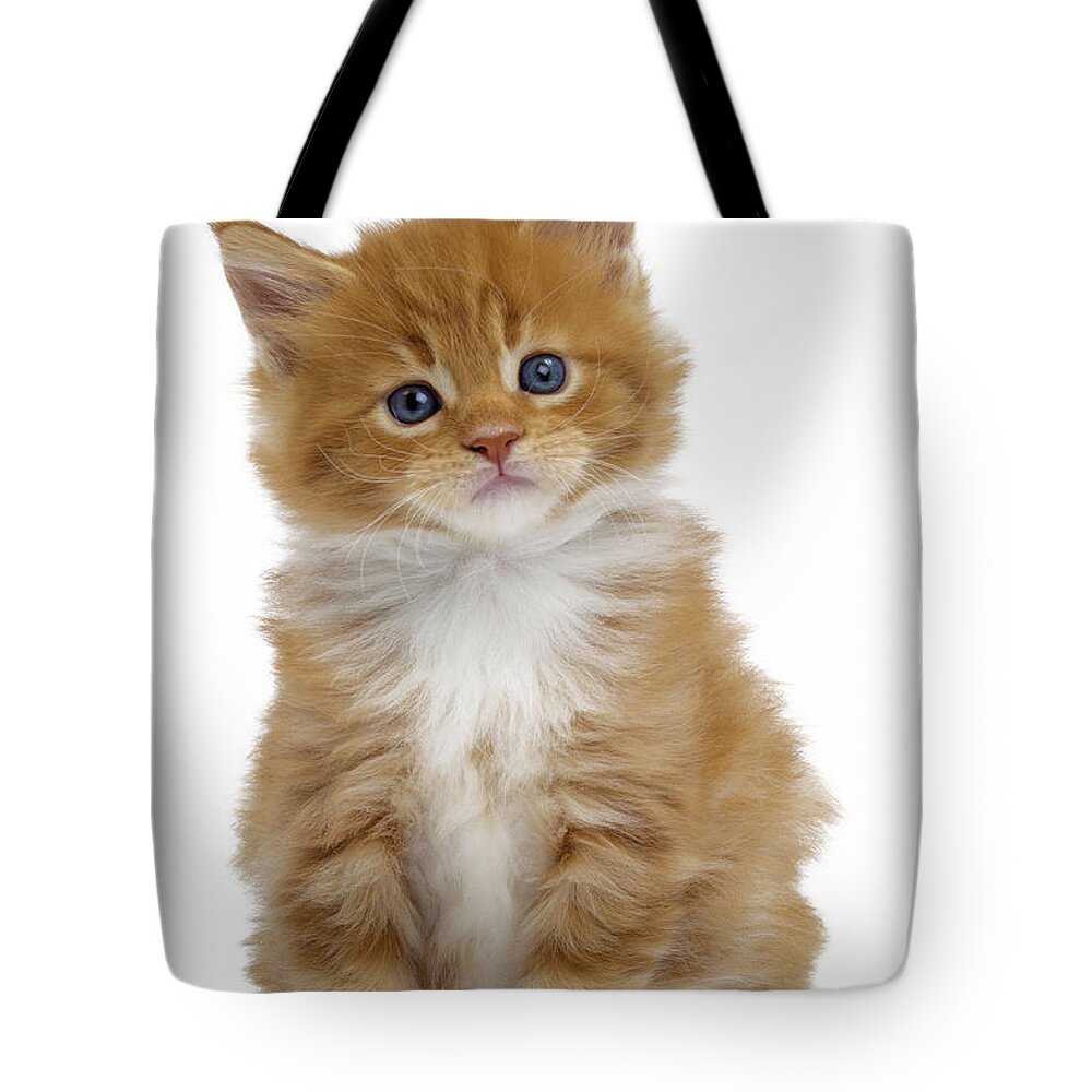 Cat Tote Bag featuring the photograph Maine Coon Kitten by Jean-Michel Labat