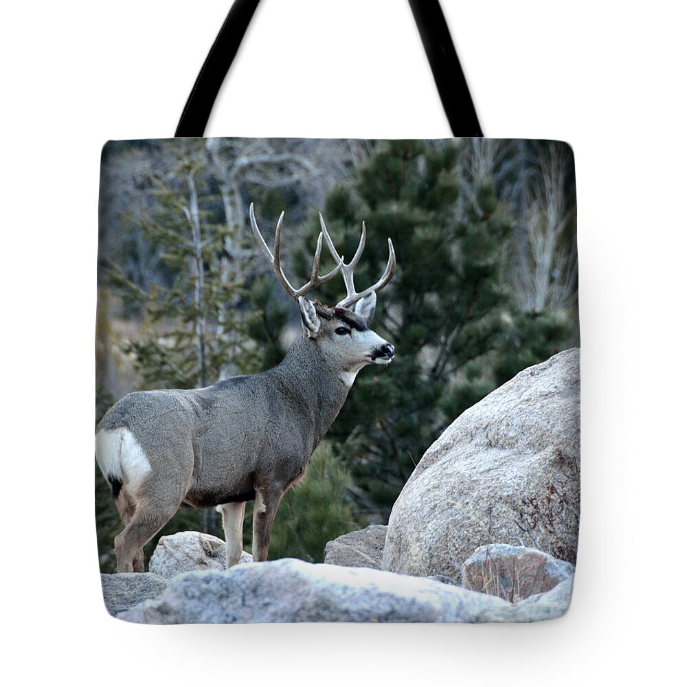 Mule Tote Bag featuring the photograph Majestic Buck by Tranquil Light Photography