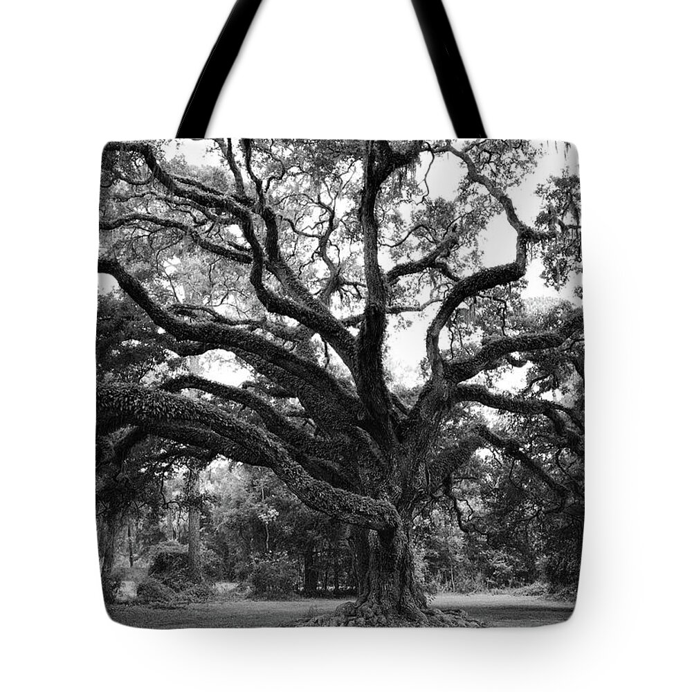 Trees Tote Bag featuring the photograph Majestic Oak by Richard Rizzo
