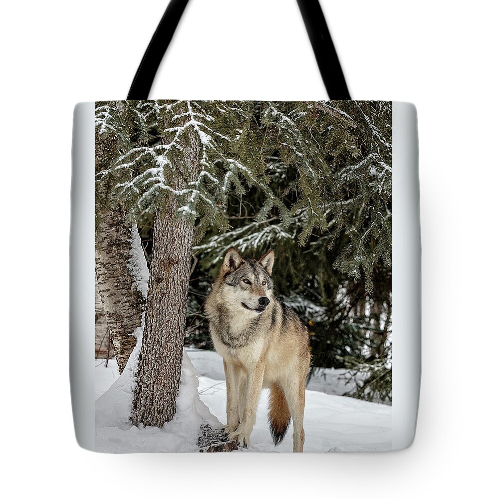 Majestic Wolf Tote Bag featuring the photograph Majestic Wolf by Wes and Dotty Weber