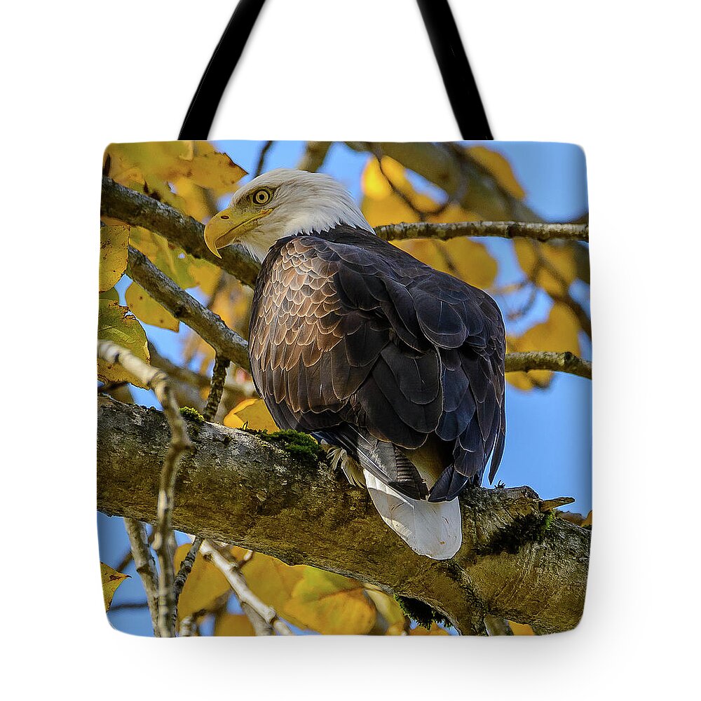 Eagle. Bald Eagle Tote Bag featuring the photograph Majesty in Yellow by Jerry Cahill