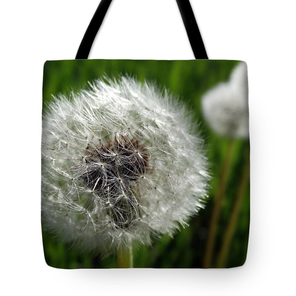 Dandelion Tote Bag featuring the photograph Make-a-wish Dandelion by David T Wilkinson