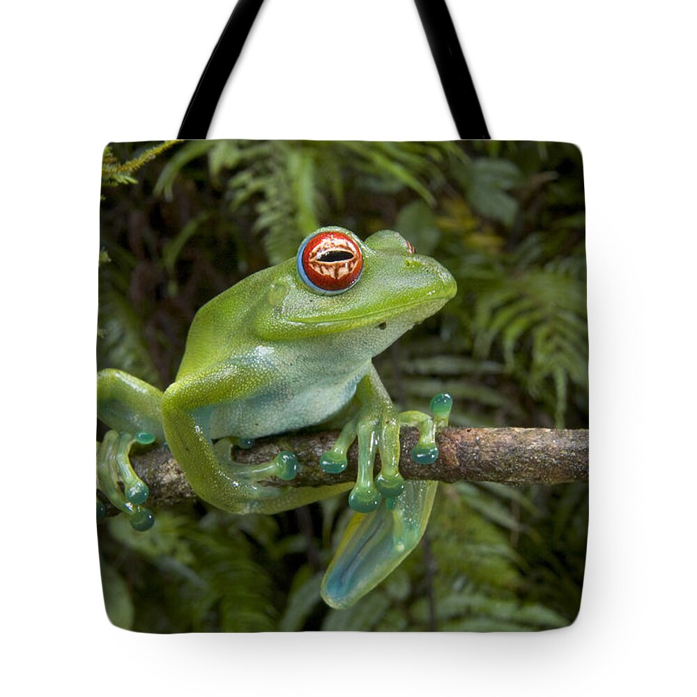 Mp Tote Bag featuring the photograph Malagasy Web-footed Frog Boophis Luteus by Piotr Naskrecki