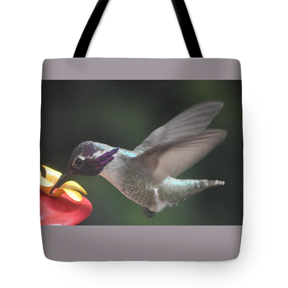 Animal Tote Bag featuring the photograph Juvenile Male Anna's At Feeder by Jay Milo