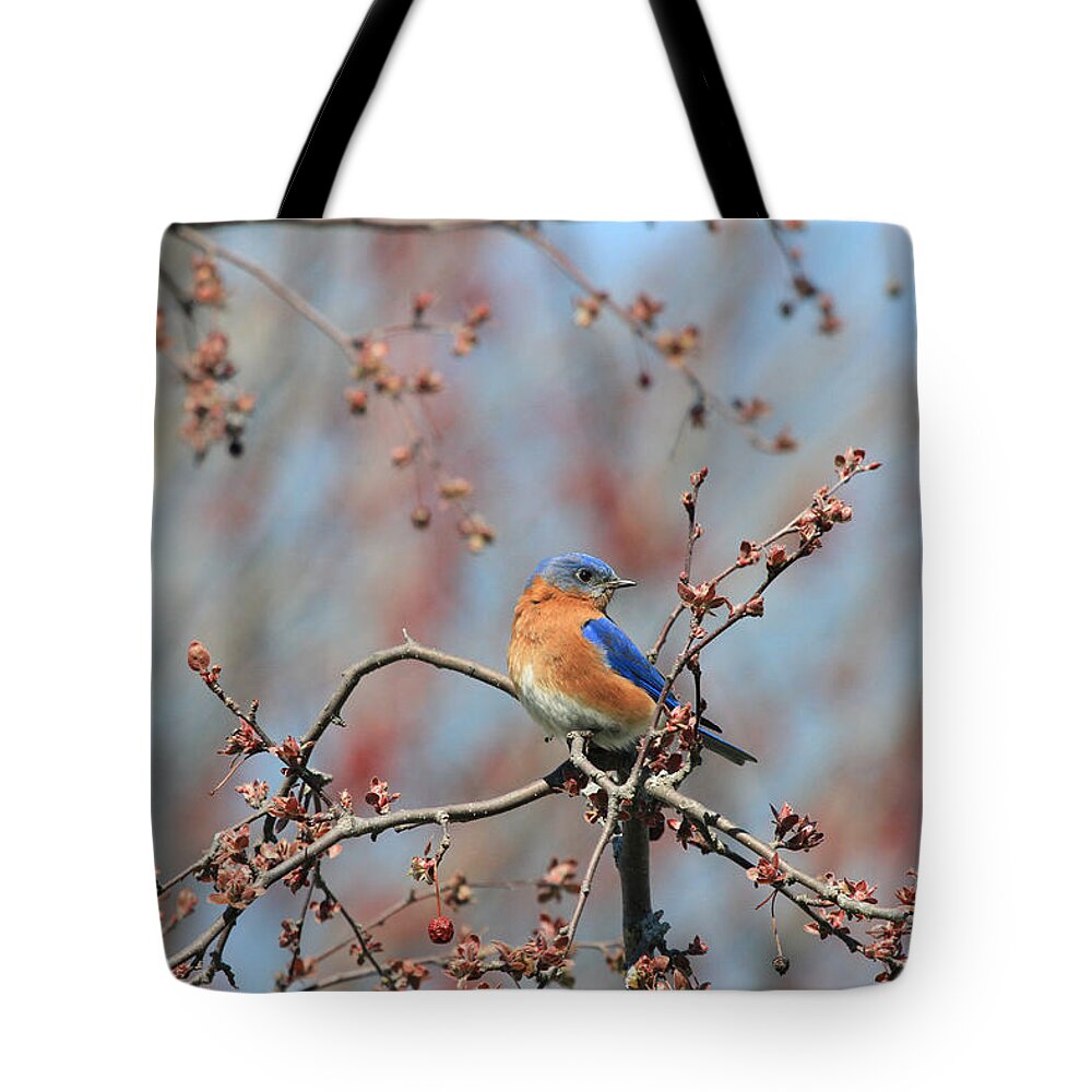 Bluebird Tote Bag featuring the photograph Male Bluebird by Jackson Pearson