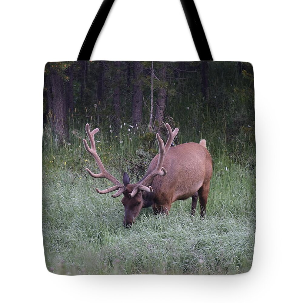 Nature Tote Bag featuring the photograph Bull Elk Rocky Mountain NP CO by Margarethe Binkley