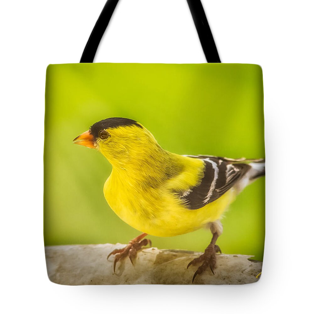 Animals Tote Bag featuring the photograph Male Goldfinch by Rikk Flohr